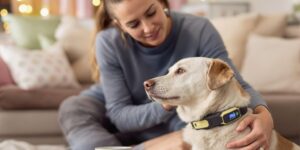 Read more about the article Pet Seizure Monitors: Top 5 Devices for Your Dog
